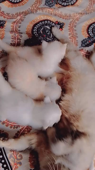 persian kittens for sale in Lahore ained active and playful