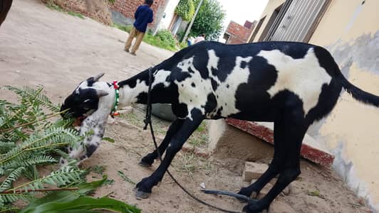 Desi Beetal or chatra