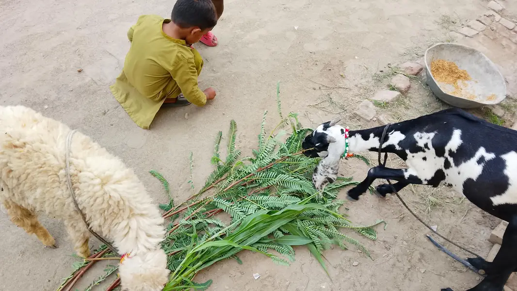 Desi Beetal or chatra — photo 5