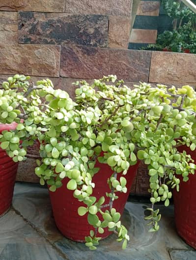 9 Fully Developed Plants with large Pots for sale