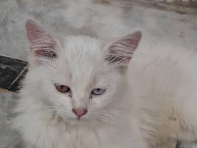 3 Months Old Persian Cat – Beautiful Multi-Color Eyes