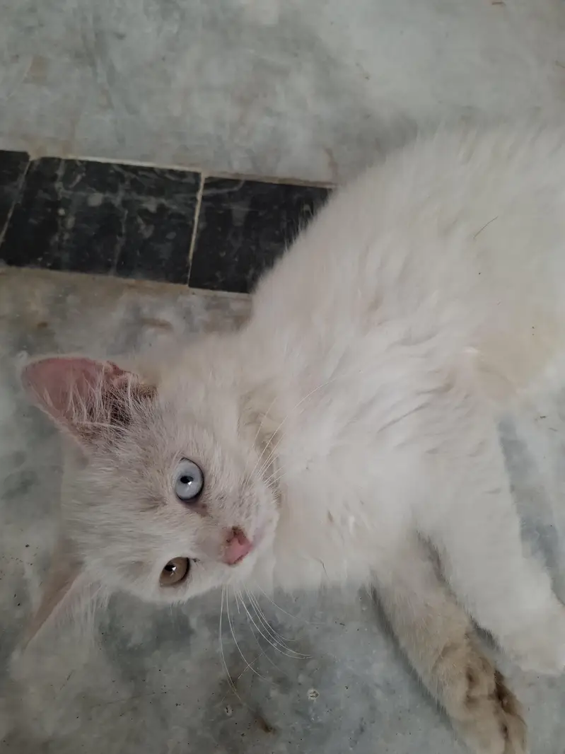 3 Months Old Persian Cat – Beautiful Multi-Color Eyes — photo 2