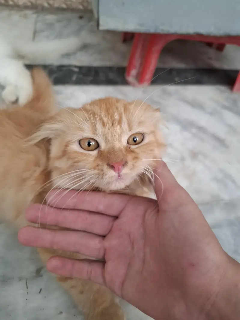 3 Months Old Persian Cat – Beautiful Multi-Color Eyes — photo 3