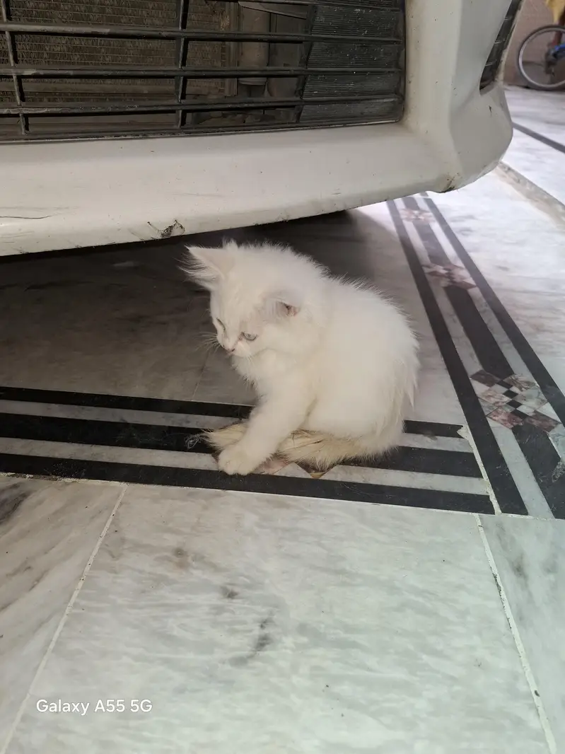 3 Months Old Persian Cat – Beautiful Multi-Color Eyes — photo 5