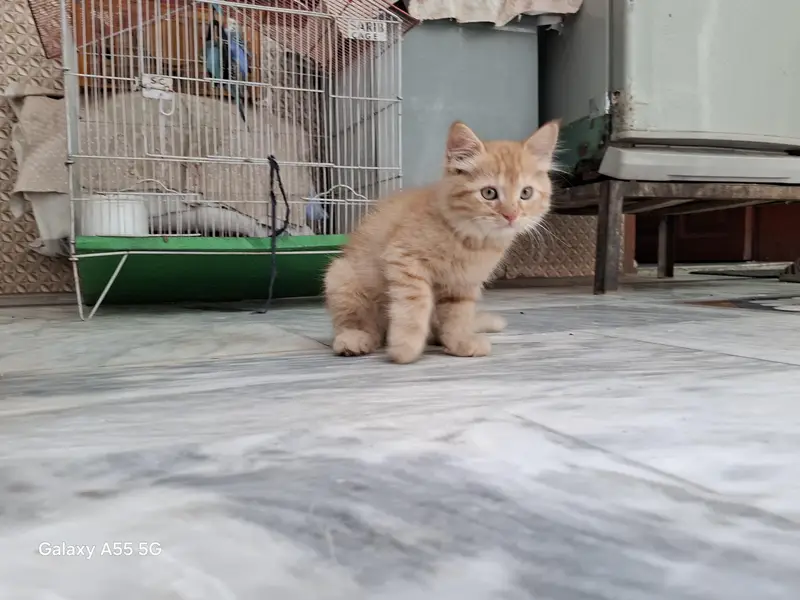 3 Months Old Persian Cat – Beautiful Multi-Color Eyes — photo 6