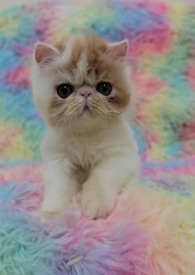 peke face kitten cfa registered