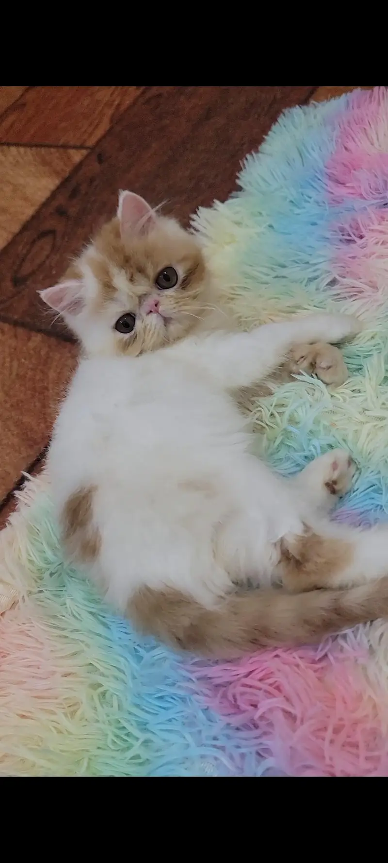 peke face kitten cfa registered — photo 2