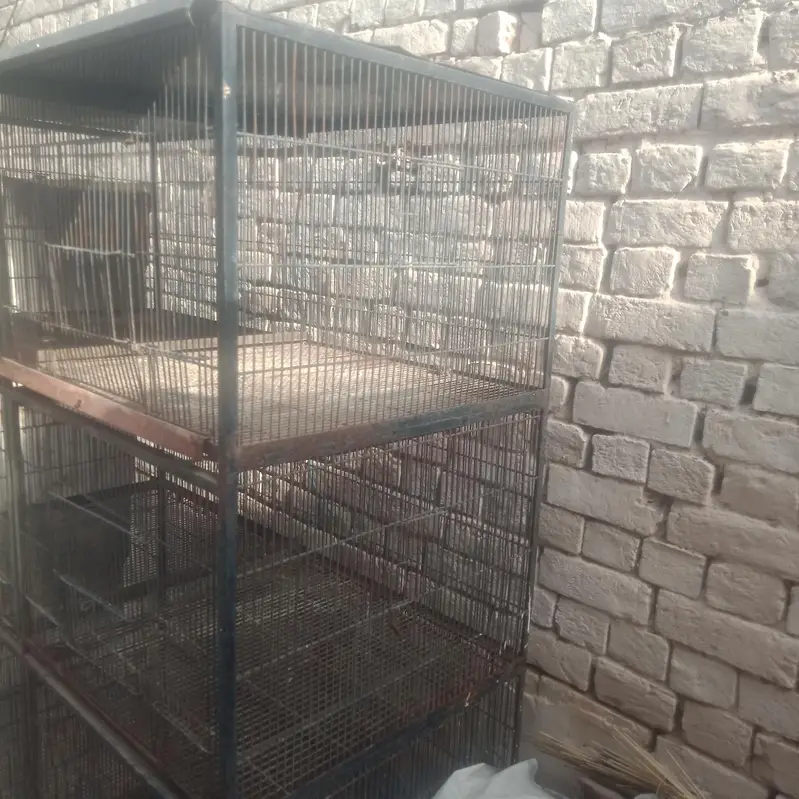 pinjara for sale 03071653463 — photo 3