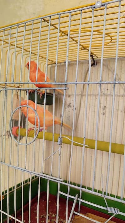 canary DNA pair