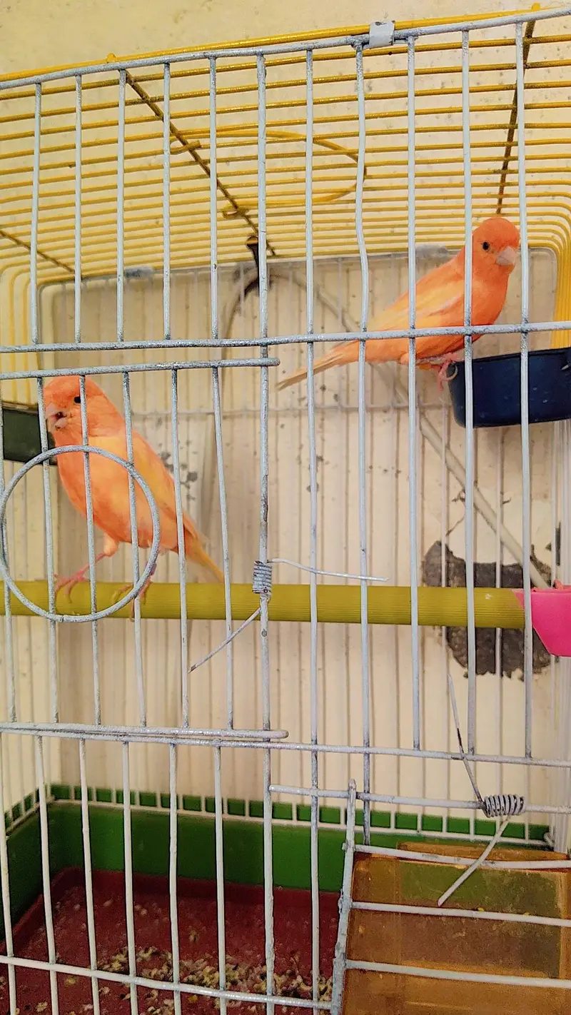 canary DNA pair — photo 2