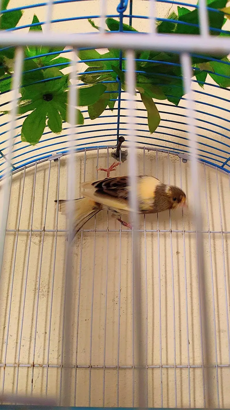 canary DNA pair — photo 3