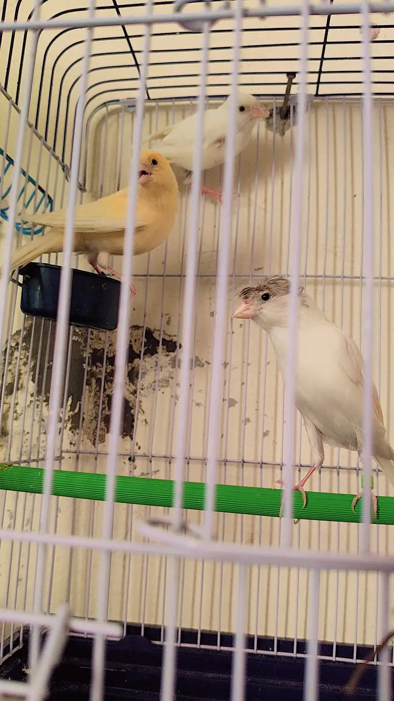 canary DNA pair — photo 4
