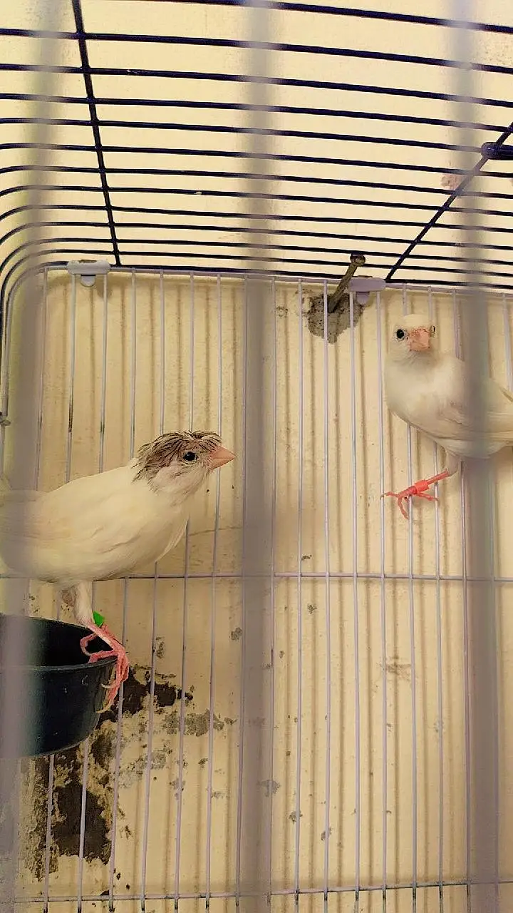 canary DNA pair — photo 5