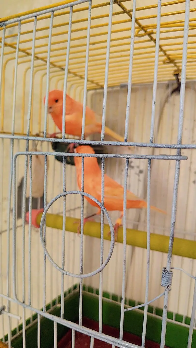 canary DNA pair — photo 6