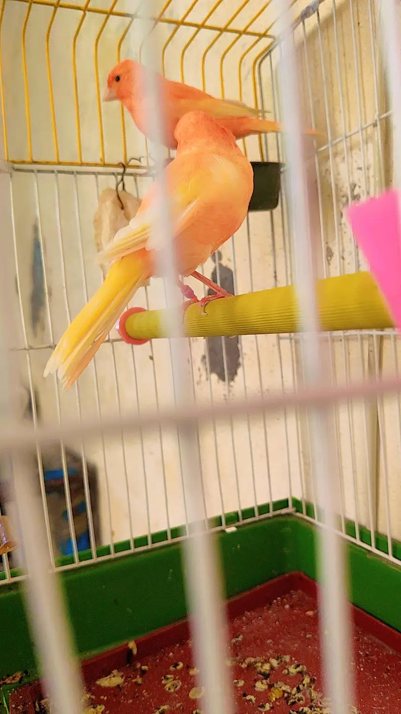 canary DNA pair — photo 7