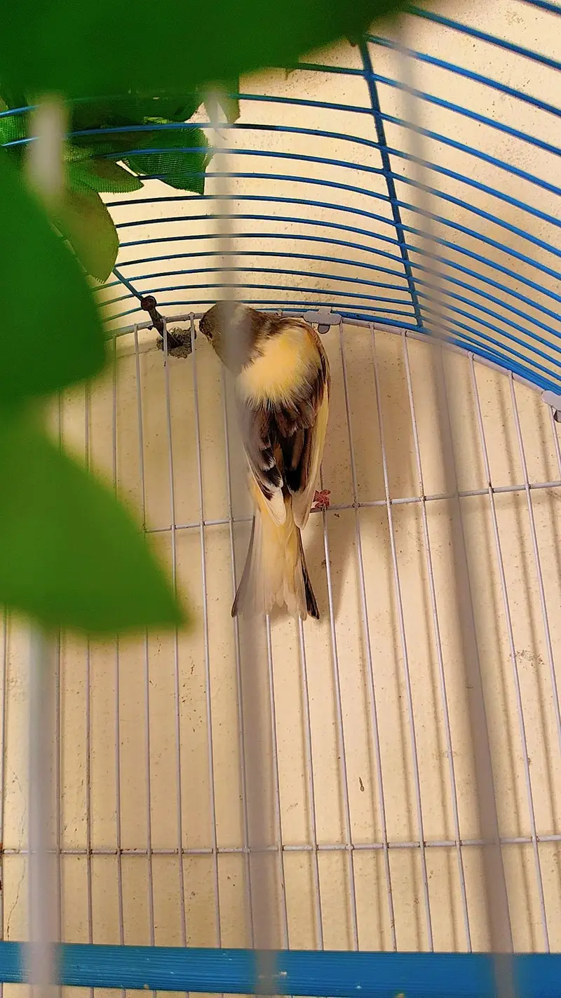 canary DNA pair — photo 8