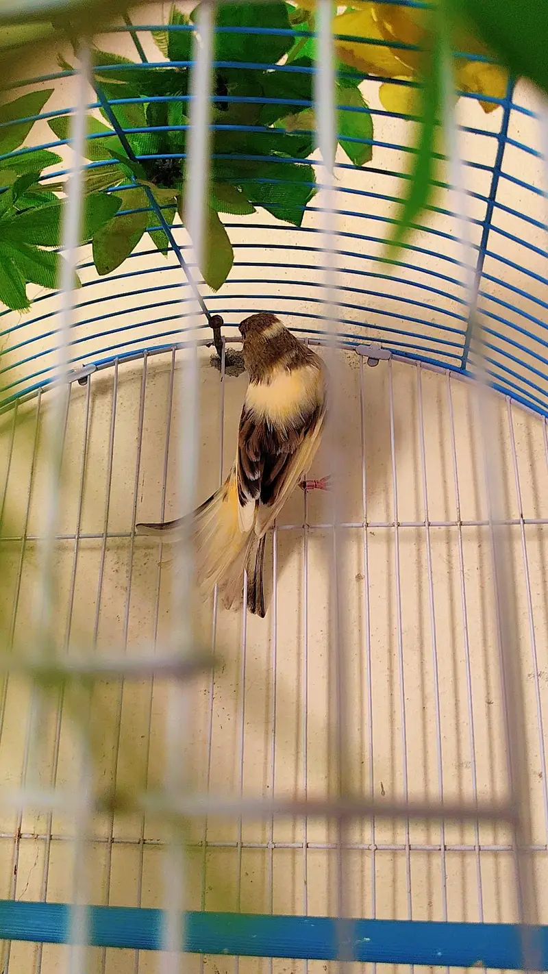 canary DNA pair — photo 9