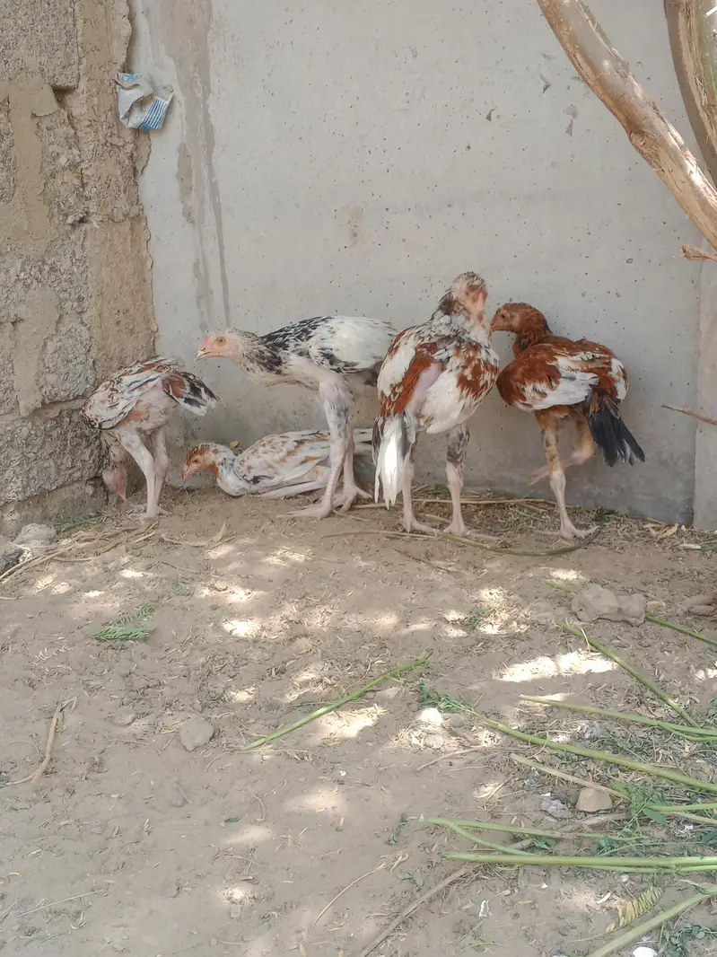 Nasli patthy hn — photo 7