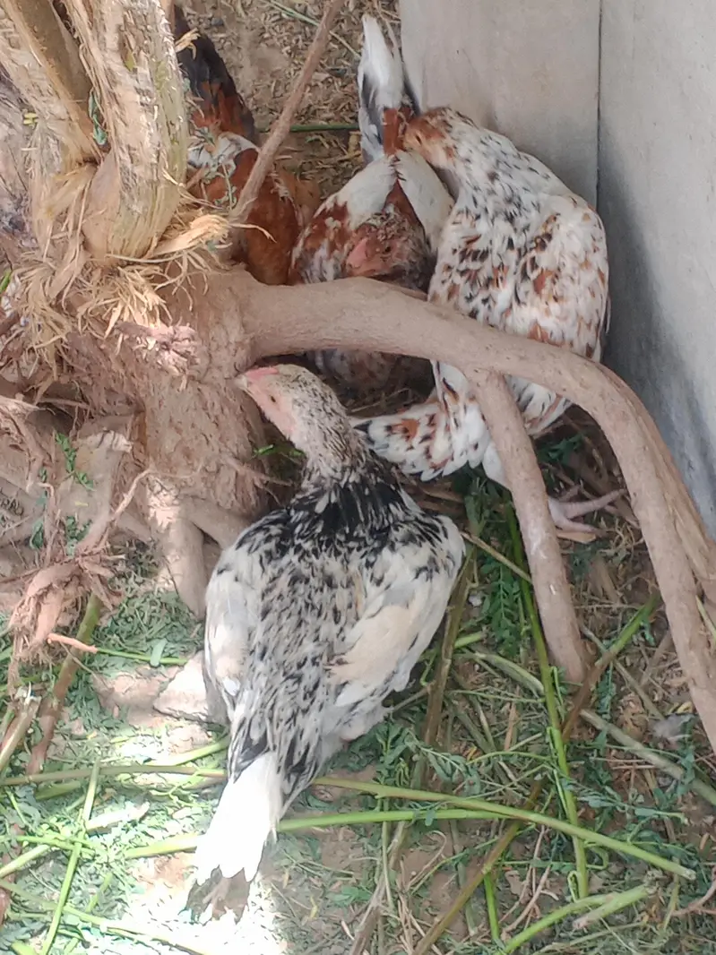 Nasli patthy hn — photo 8