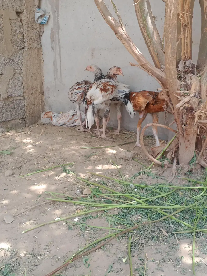 Nasli patthy hn — photo 9
