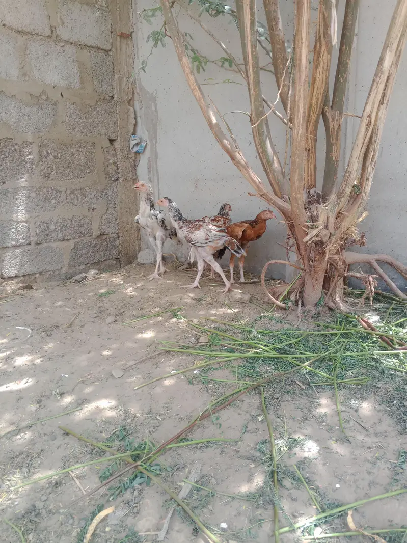 Nasli patthy hn — photo 10