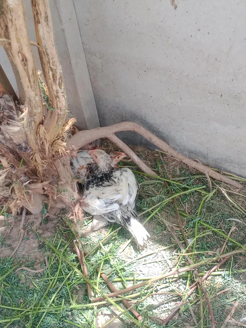 Nasli patthy hn — photo 12