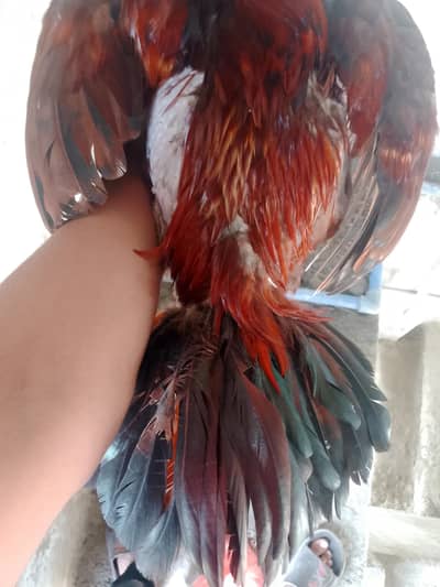 aseel murga for sale