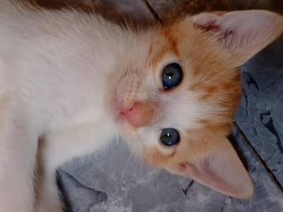 Cats For Sale.