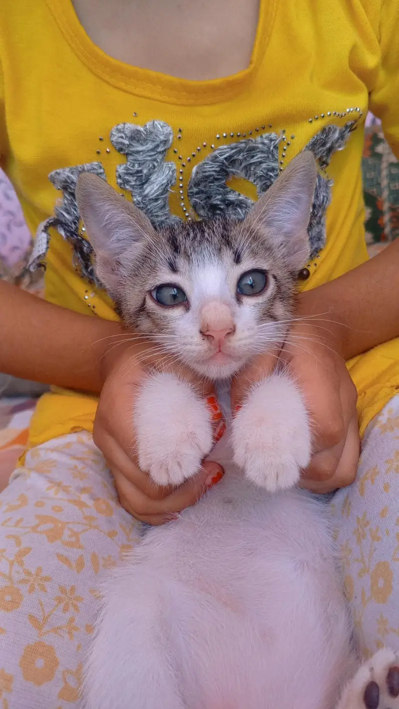 Cats For Sale. — photo 4