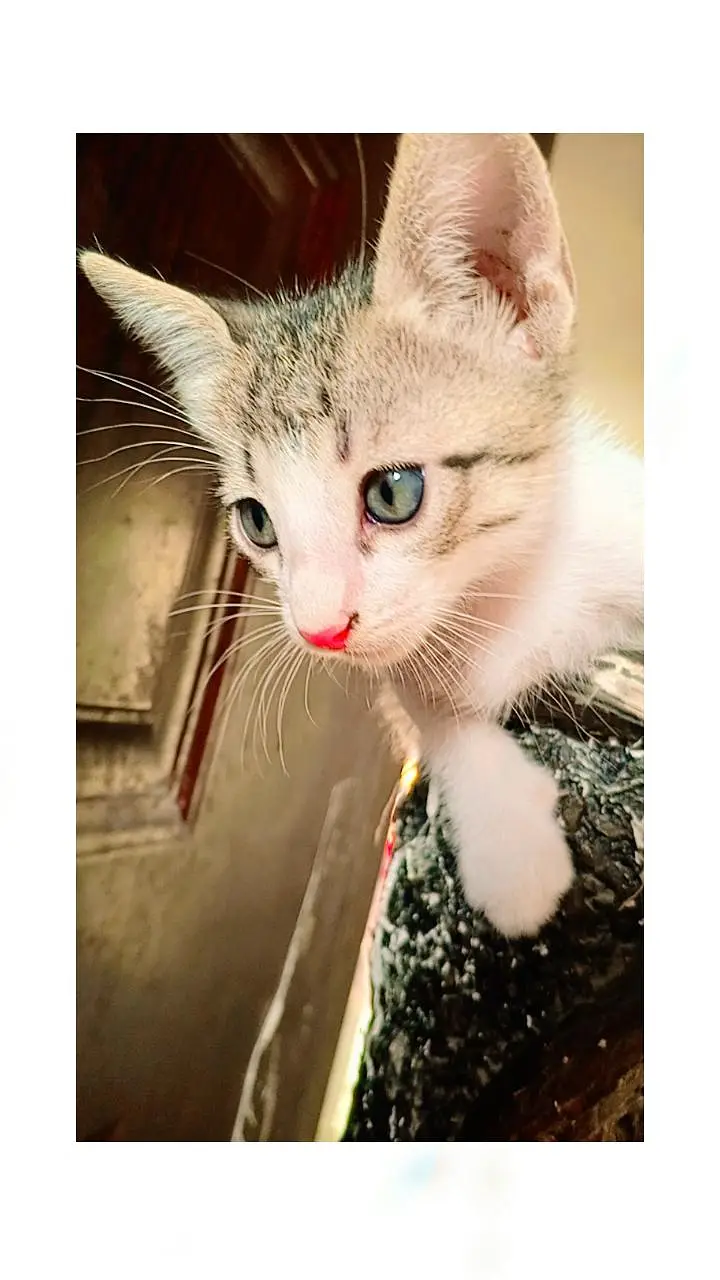 Cats For Sale. — photo 5