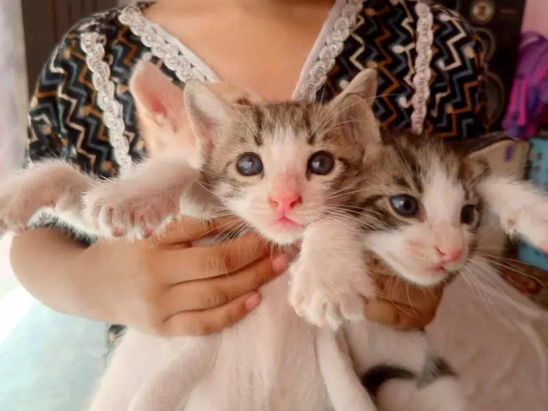 Cats For Sale. — photo 6