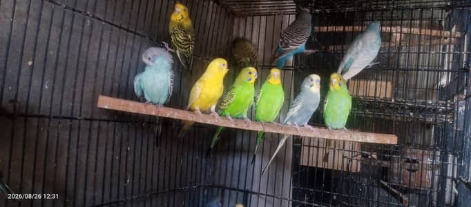Australian budgies parrot sun conure love birds