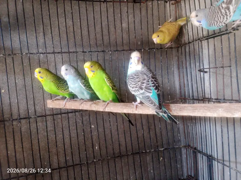 Australian budgies parrot sun conure love birds — photo 2