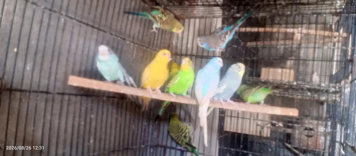 Australian budgies parrot sun conure love birds — photo 3