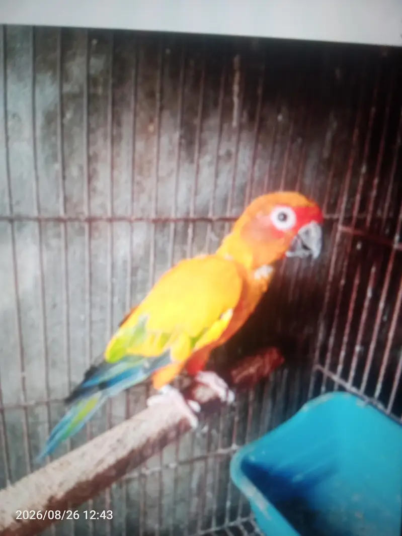 Australian budgies parrot sun conure love birds — photo 4