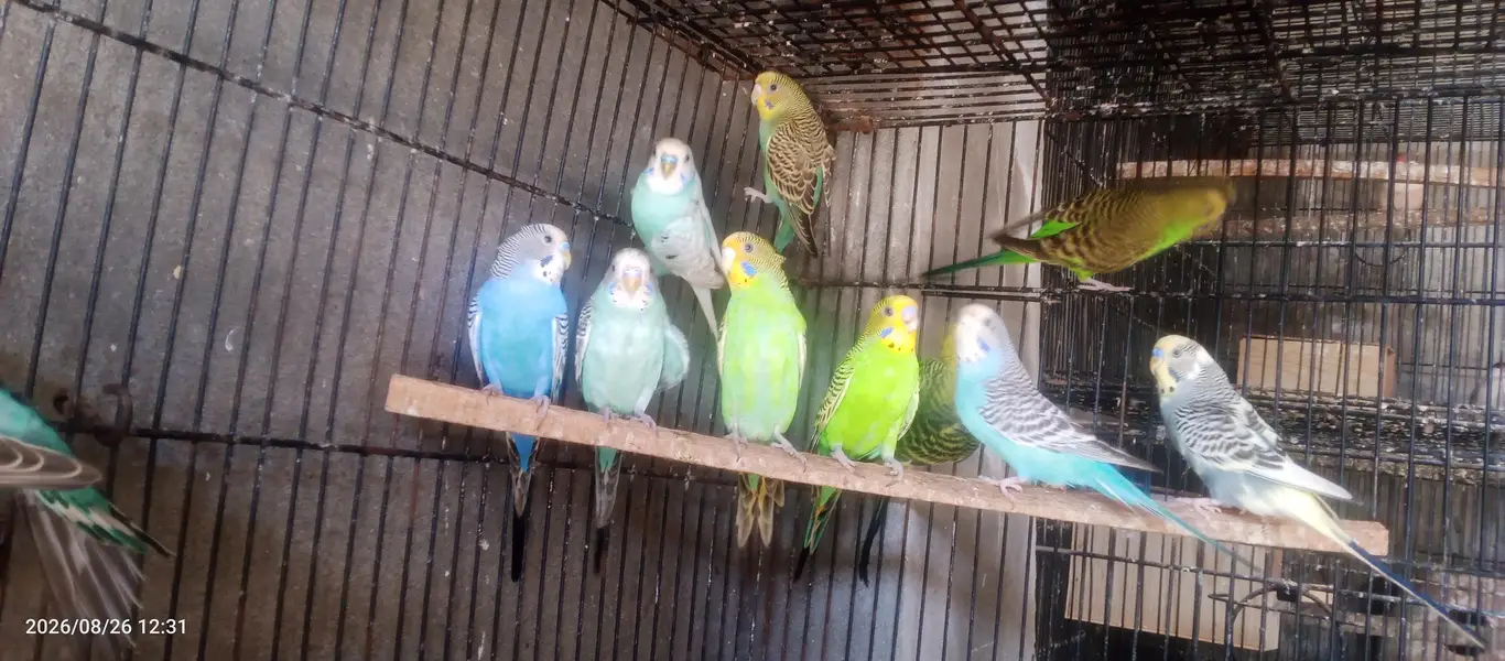 Australian budgies parrot sun conure love birds — photo 5