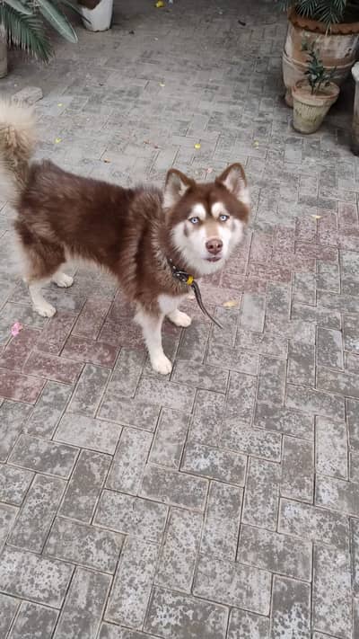 Siberian husky Dog 03024216147