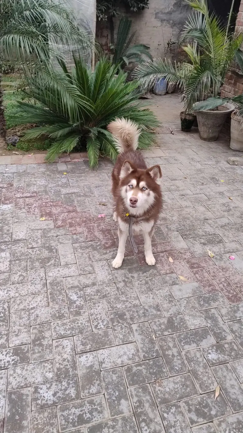 Siberian husky Dog 03024216147 — photo 2