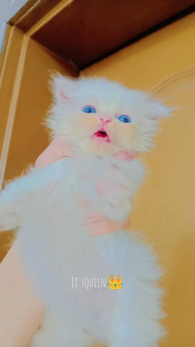 Persian triple coated fluffy female booking available