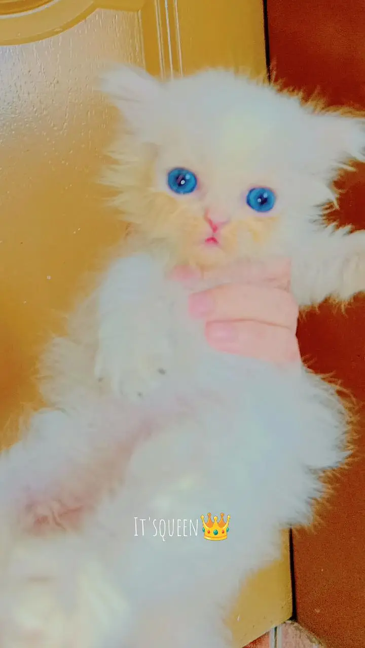 Persian triple coated fluffy female booking available — photo 2