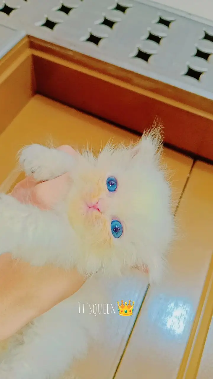 Persian triple coated fluffy female booking available — photo 3