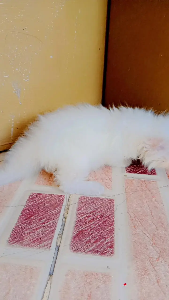 Persian triple coated fluffy female booking available — photo 5