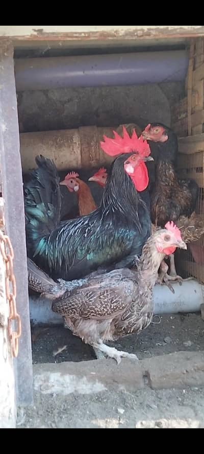 Australorp Murgha & Murghiyan available