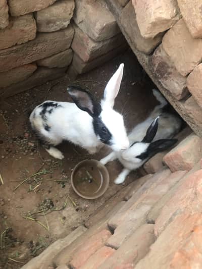 2 rabbits