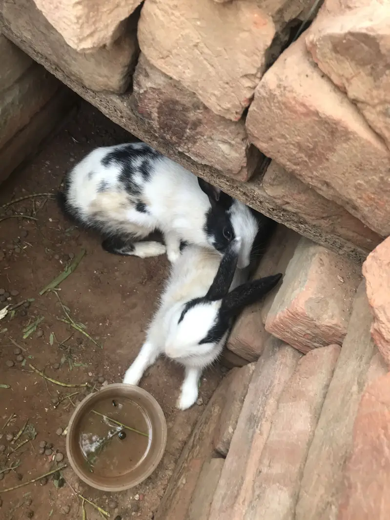 2 rabbits — photo 2