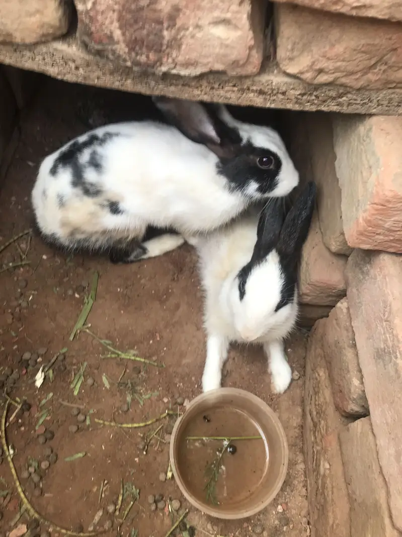 2 rabbits — photo 3
