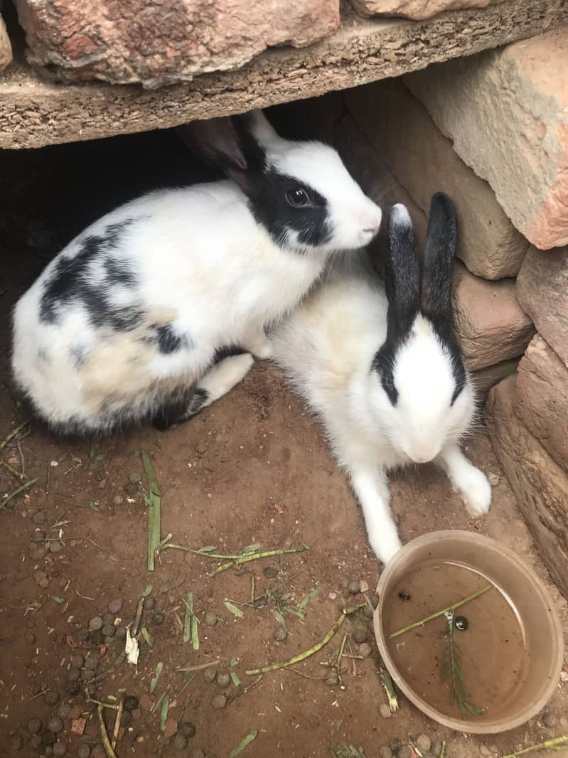 2 rabbits 3