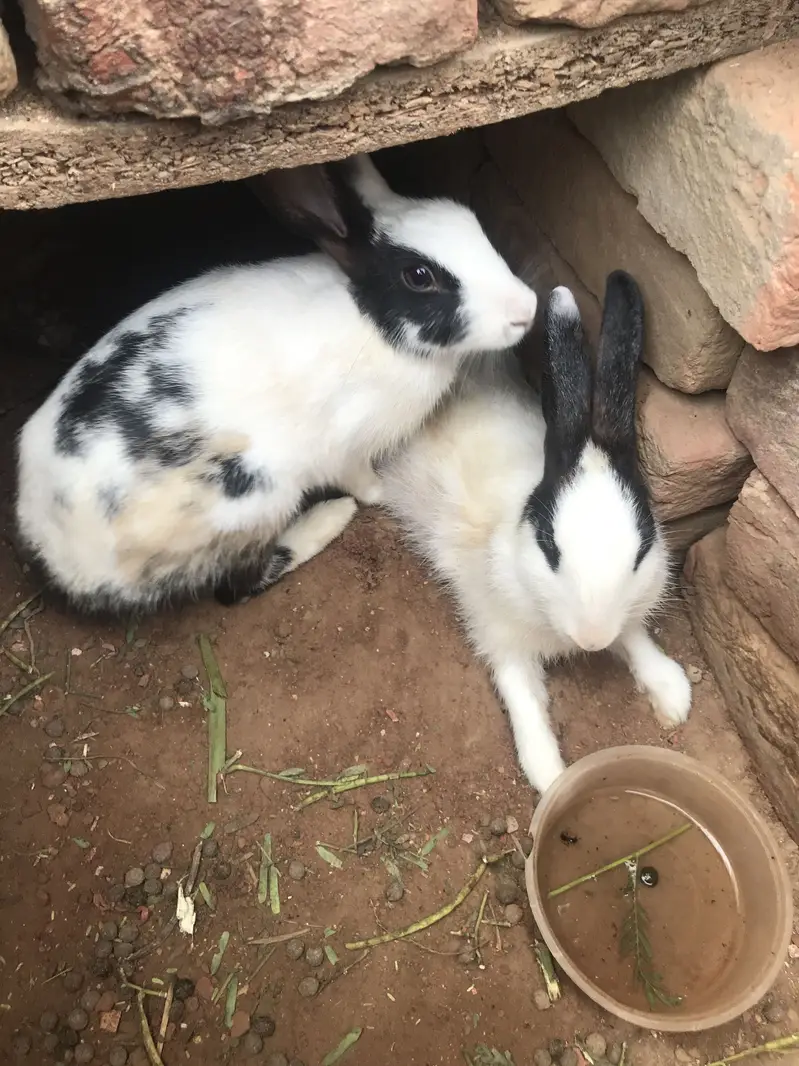 2 rabbits — photo 4
