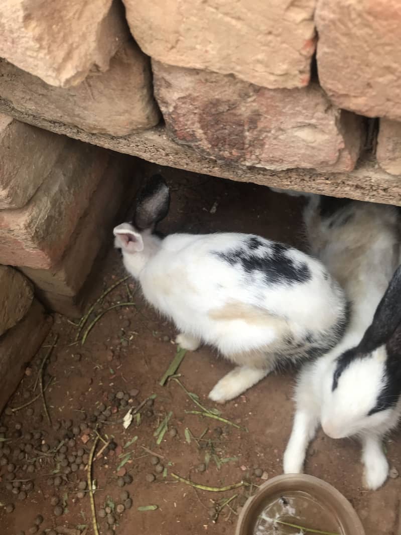 2 rabbits 4