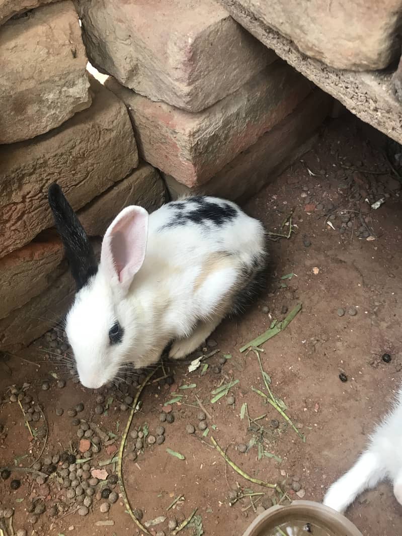 2 rabbits 5